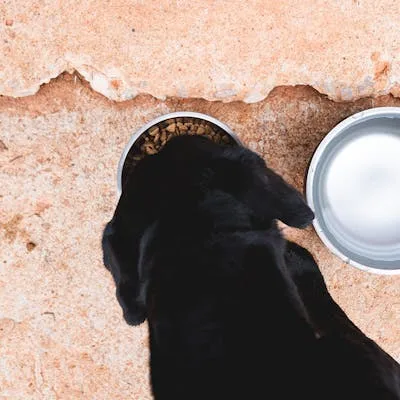 Yeti Rambler Dog Dish image 2